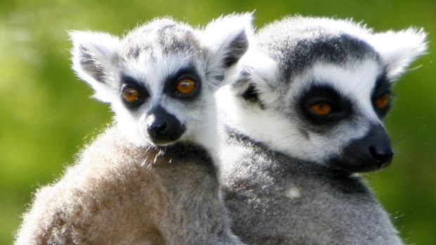 A baby lemur sits on its mother's back at Bristol Zoo